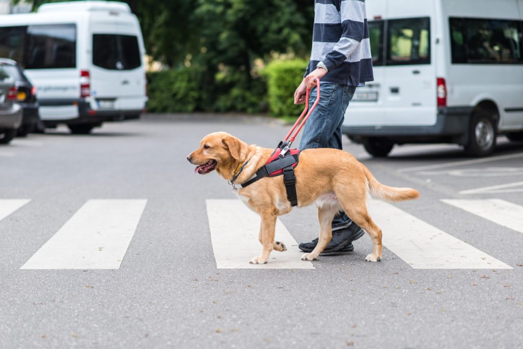 perro cruzando calle con dueño