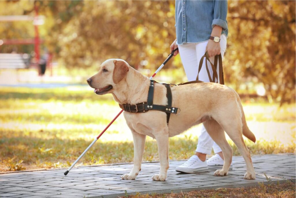 perro cruzando calle