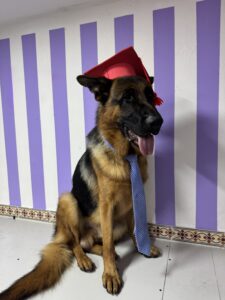 Perro Lazarillo con corbata y gorro de graduación